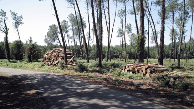 Jonathan Langran, Paysage Les Landes 2014